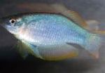 Photo Blue-Green Procatopus, Silver