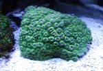 Photo Honeycomb Coral, green 